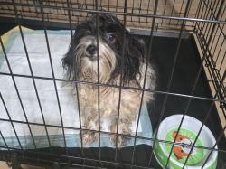 Found/Stray Unknown Dog last seen Ricewood Village Trail, Harris County, TX 77449