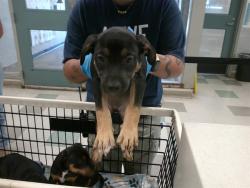 Shelter Stray Male Dog last seen Near BLOCK NW 27TH ST, 2811 SE 29th St, Oklahoma City, OK 73129, USA
