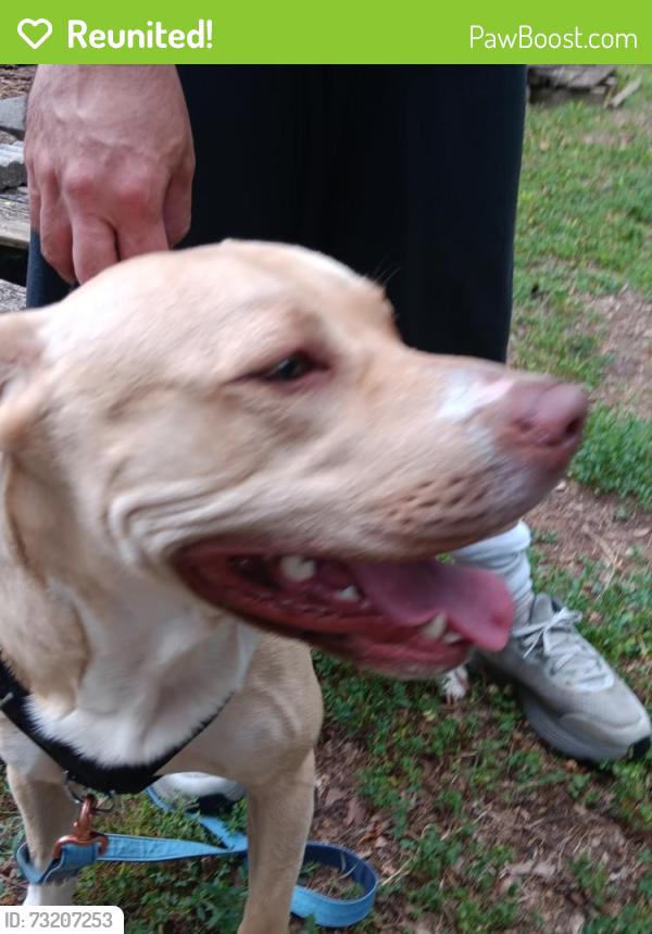 Reunited Male Dog last seen Chestnut St off of Marion and Graham, Shelby, NC 28150