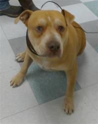 Shelter Stray Male Dog last seen ABANDONED A WEEK AGO WITH A FRIEND AT 1224 SE 51ST, 2811 SE 29th St, Oklahoma City, OK 73129, USA