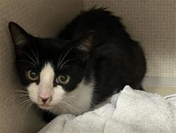 Shelter Stray Male Cat last seen Near BLK LOCUST AVE, LONG BEACH CA, 90813, 7700 E Spring St, Long Beach, CA 90815, USA