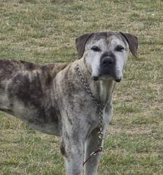Shelter Stray Male Dog last seen Near BLOCK MADDELEIN ST, DETROIT, MI 48205, 7401 Chrysler Dr, Detroit, MI 48211, USA