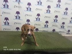 Shelter Stray Female Dog last seen , 2769 Conroy Rd, Orlando, FL 32839, USA