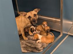 Shelter Stray Female Dog last seen Near BLOCK PHILIP ST, DETROIT MI 48224, 7401 Chrysler Dr, Detroit, MI 48211, USA