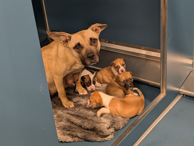 Shelter Stray Female Dog last seen Near BLOCK PHILIP ST, DETROIT MI 48224, 7401 Chrysler Dr, Detroit, MI 48211, USA