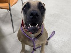 Shelter Stray Female Dog last seen Near BLOCK N 75TH ST, 3839 W Burnham St, West Milwaukee, WI 53215, USA