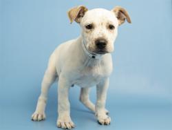Shelter Stray Male Dog last seen GUADALUPE AND I10, 5501 E Van Buren St, Phoenix, AZ 85008, USA