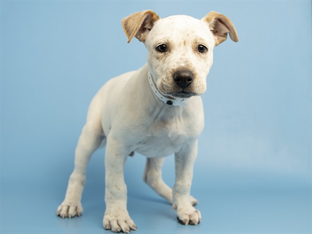 Shelter Stray Male Dog last seen GUADALUPE AND I10, 5501 E Van Buren St, Phoenix, AZ 85008, USA