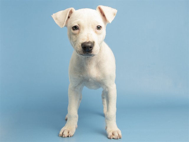 Shelter Stray Female Dog last seen GUADALUPE AND I10, 5501 E Van Buren St, Phoenix, AZ 85008, USA