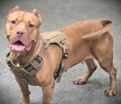Shelter Stray Female Dog last seen , 3201 Lacy St, Los Angeles, CA 90031, USA