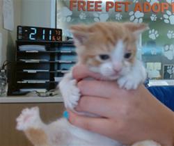 Shelter Stray Male Cat last seen Near BLOCK DRIFTWOOD DR, 3528 Newburg Rd, Louisville, KY 40218, USA