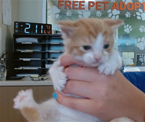 Shelter Stray Male Cat last seen Near BLOCK DRIFTWOOD DR, 3528 Newburg Rd, Louisville, KY 40218, USA