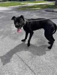 Shelter Stray Female Dog last seen Near BLOCK SW 126 CT, 3599 NW 79th Ave, Doral, FL 33122, USA