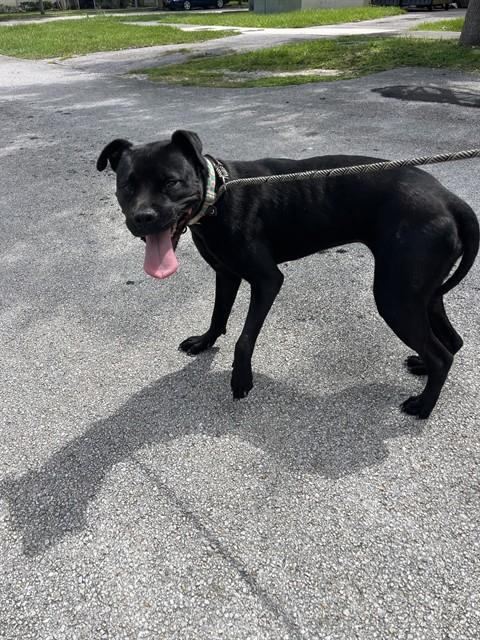 Shelter Stray Female Dog last seen Near BLOCK SW 126 CT, 3599 NW 79th Ave, Doral, FL 33122, USA