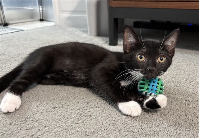 Shelter Stray Female Cat last seen Near BLOCK LIBBY LANE, 3528 Newburg Rd, Louisville, KY 40218, USA