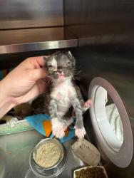 Shelter Stray Female Cat last seen Near BLOCK RANGELAND RD, 3528 Newburg Rd, Louisville, KY 40218, USA