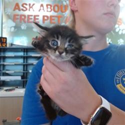 Shelter Stray Male Cat last seen PRP FIRESTATION, 3528 Newburg Rd, Louisville, KY 40218, USA