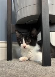 Shelter Stray Male Cat last seen Near BLOCK LIBBY LANE, 3528 Newburg Rd, Louisville, KY 40218, USA