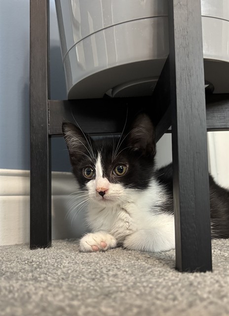 Shelter Stray Male Cat last seen Near BLOCK LIBBY LANE, 3528 Newburg Rd, Louisville, KY 40218, USA