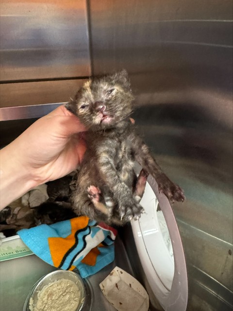 Shelter Stray Female Cat last seen Near BLOCK RANGELAND RD, 3528 Newburg Rd, Louisville, KY 40218, USA