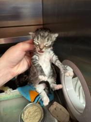 Shelter Stray Female Cat last seen Near BLOCK RANGELAND RD, 3528 Newburg Rd, Louisville, KY 40218, USA