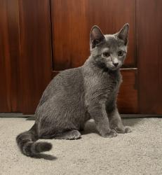 Shelter Stray Female Cat last seen Near BLOCK LIBBY LANE, 3528 Newburg Rd, Louisville, KY 40218, USA