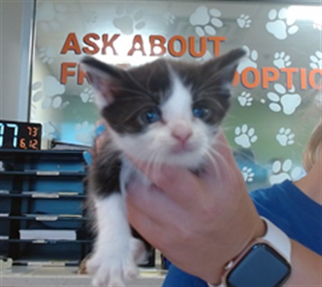 Shelter Stray Female Cat last seen Near BLOCK STONESTREET RD, 3528 Newburg Rd, Louisville, KY 40218, USA