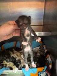 Shelter Stray Male Cat last seen Near BLOCK RANGELAND RD, 3528 Newburg Rd, Louisville, KY 40218, USA