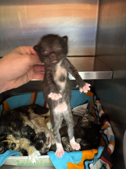 Shelter Stray Male Cat last seen Near BLOCK RANGELAND RD, 3528 Newburg Rd, Louisville, KY 40218, USA
