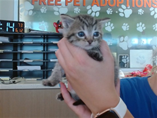Shelter Stray Male Cat last seen Near BLOCK DRIFTWOOD DR, 3528 Newburg Rd, Louisville, KY 40218, USA