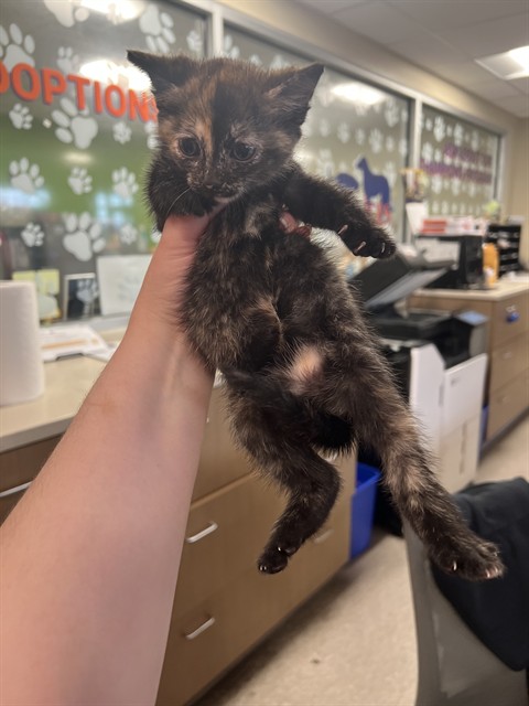 Shelter Stray Female Cat last seen Near BLOCK NELSON AVENUE, 3528 Newburg Rd, Louisville, KY 40218, USA