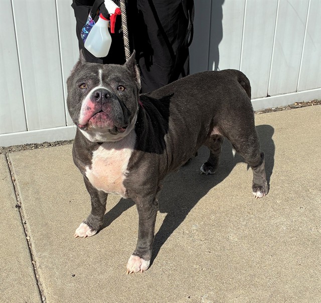 Shelter Stray Female Dog last seen Near BLOCK S 15TH ST, 3528 Newburg Rd, Louisville, KY 40218, USA