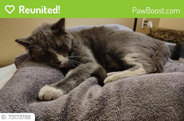 Reunited Male Cat last seen Prospect Ave., Riverside, CA 92507