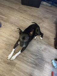 Lost Female Dog last seen Knoll creek area, San Antonio, TX 78247