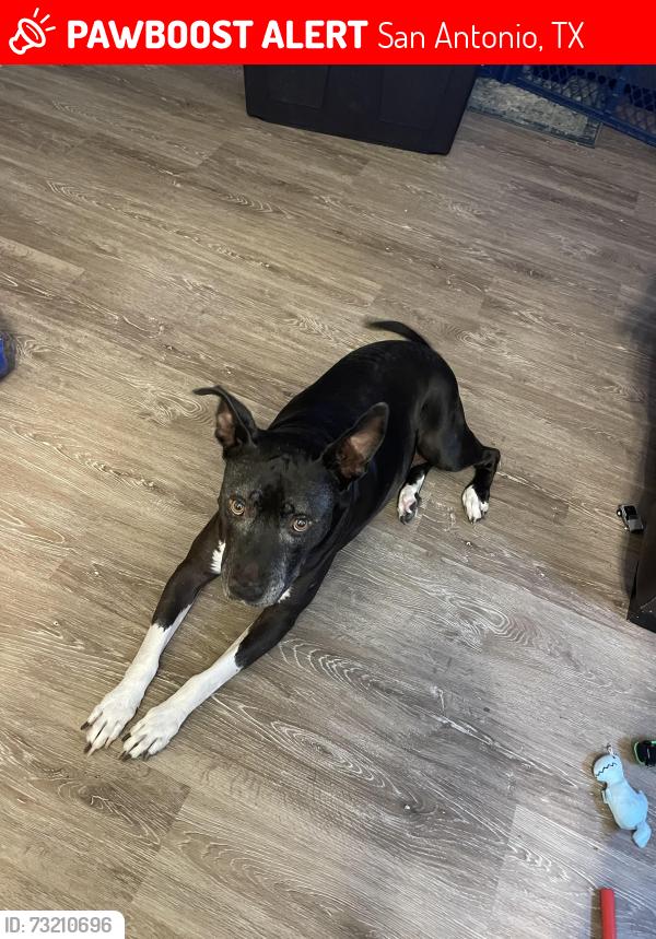 Lost Female Dog last seen Knoll creek area, San Antonio, TX 78247
