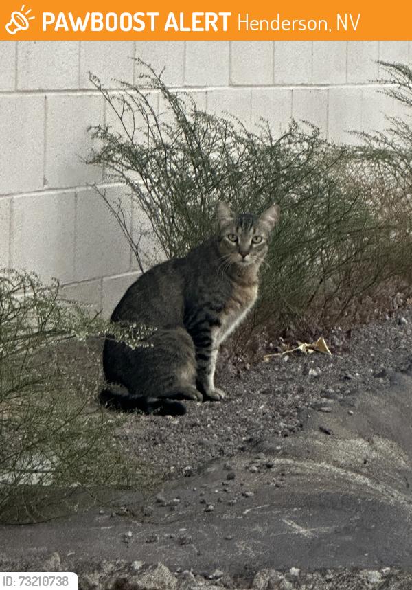 Found/Stray Unknown Cat last seen Buchanan Ave. @ Victory (Burkholder Park) in the alleyway., Henderson, NV 89015