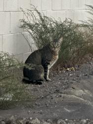 Found/Stray Unknown Cat last seen Buchanan Ave. @ Victory (Burkholder Park) in the alleyway., Henderson, NV 89015