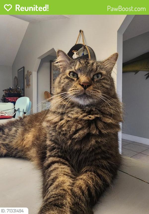 Reunited Male Cat last seen Central Ave and Amberjack Court, Merritt Island, FL 32952