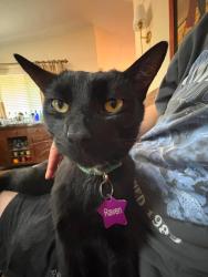 Reunited Male Cat last seen Prescott and Pawnee, Wichita, KS 67209