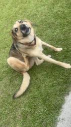 Found/Stray Male Dog last seen Hesterwoods, Columbia, SC 29223