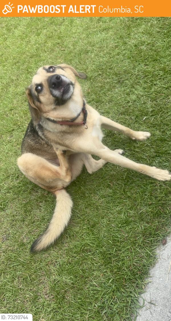 Found/Stray Male Dog last seen Hesterwoods, Columbia, SC 29223