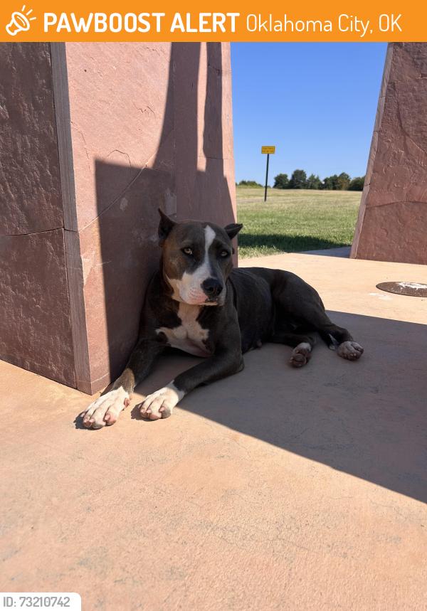 Found/Stray Female Dog last seen W Stanley Draper Drive, Oklahoma City, OK 73165