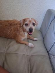 Found/Stray Female Dog last seen Near and Anzac, Los Angeles, CA 90002