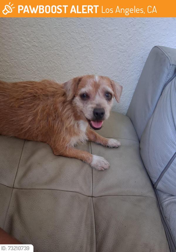 Found/Stray Female Dog last seen Near and Anzac, Los Angeles, CA 90002