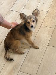 Reunited Male Dog last seen Webb Chapel/Larga, Dallas, TX 75220