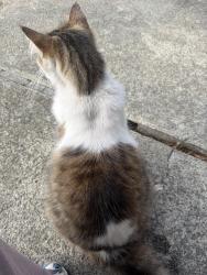 Found/Stray Unknown Cat last seen Near 147th Ave San Leandro, CA 94577 United States, San Leandro, CA 94578
