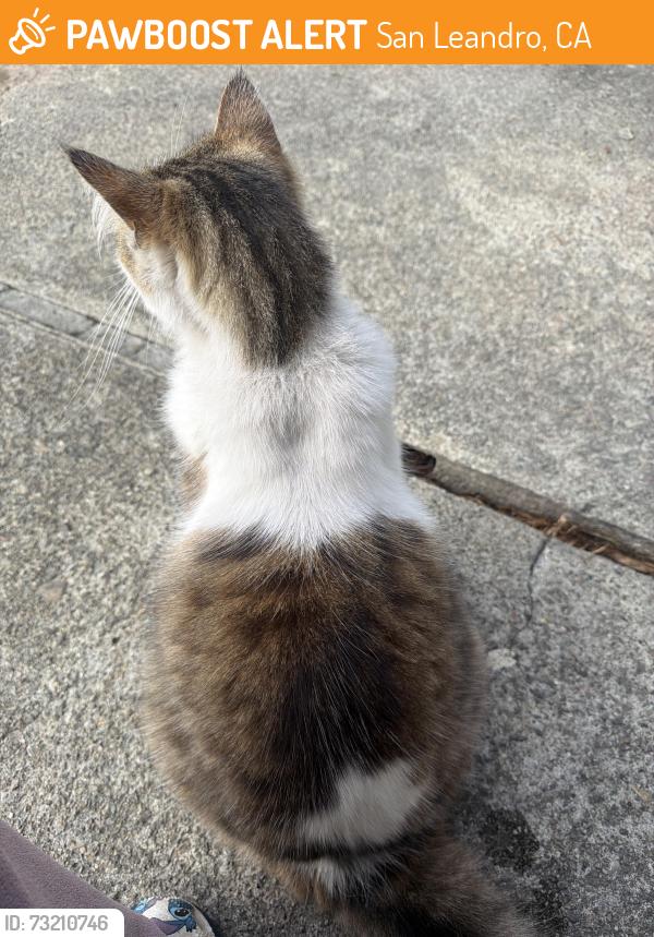 Found/Stray Unknown Cat last seen Near 147th Ave San Leandro, CA 94577 United States, San Leandro, CA 94578
