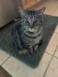 Reunited Female Cat last seen Lookout Ridge Neighborhood, Washougal, WA 98671