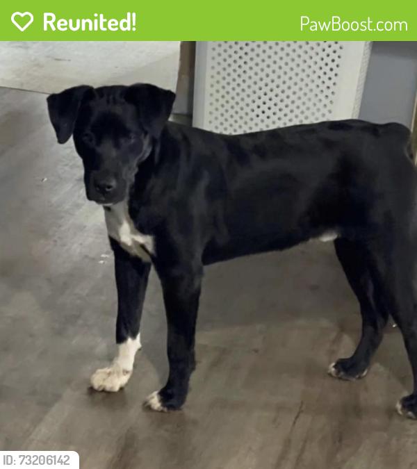 Reunited Male Dog last seen Walmart, Fenton, MO 63026