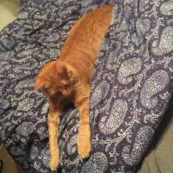 Reunited Male Cat last seen Near Hollywood Dr, Arlington, TX 76013, USA, Arlington, TX 76013